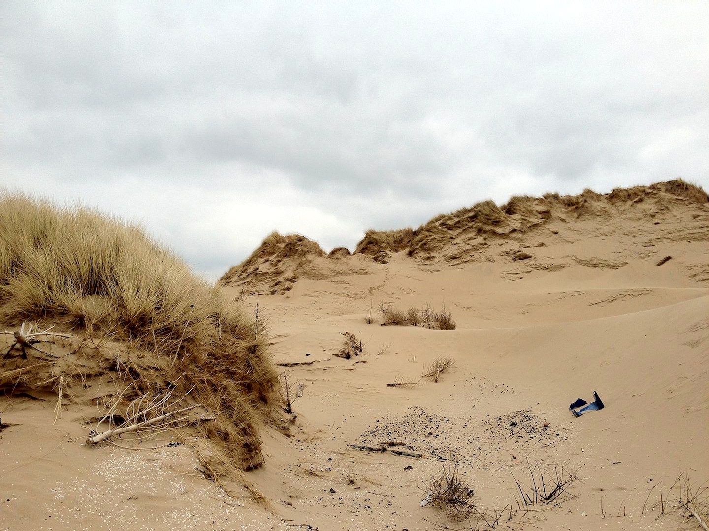 An image showing trees that have been planted at Formby Sand Dunes to help rebuild the dunes